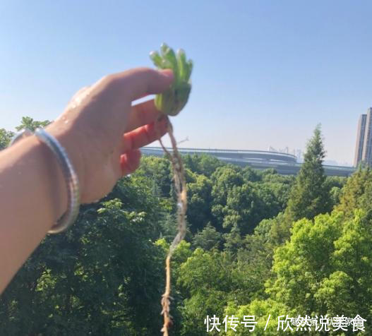 玉露|养1年的玉露群生,盆内显得太挤,狠心将其拆了,结果成玉露大户