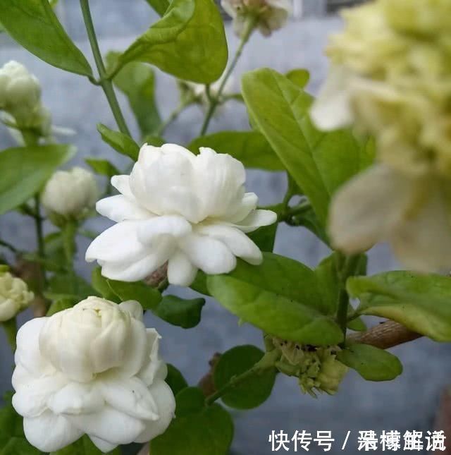 茉莉修剪后,新枝细弱是这3点没做好,改一改,茉莉复花又爆盆
