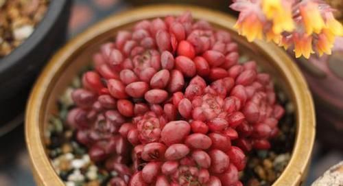 什么时候|养多肉，不懂该什么时候浇水？凭借这些特征动手就能远离问题