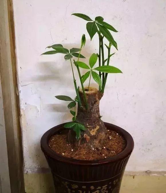 6种耐旱花,“大肚子”里面都是水,一个月不浇也没事!