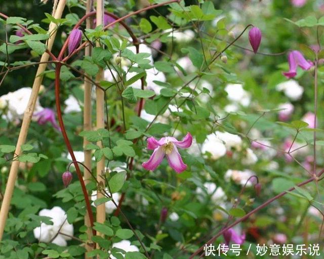 花园三宝中，月季和铁线莲是黄金搭档，怎么配都美！