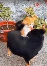 |搞笑GIF:姑娘 虽然你长得挺好看 但你进门的样子我还是笑出了声