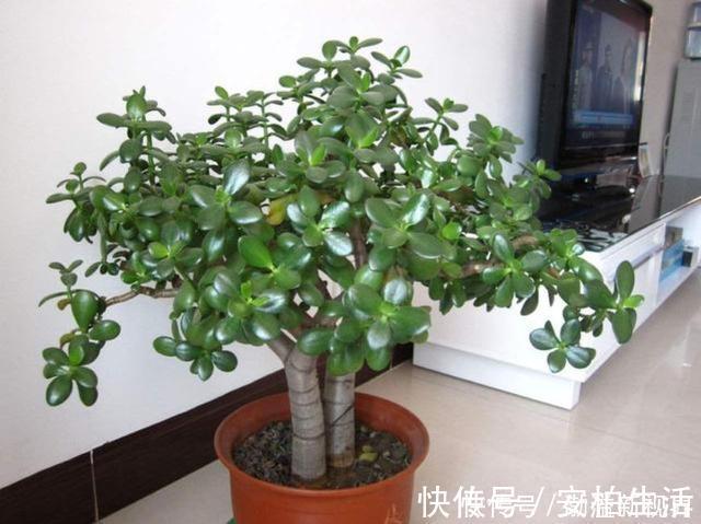 浇水|玉树这么养,轻松变“老桩”,价格翻倍,玉树临风,花开不败