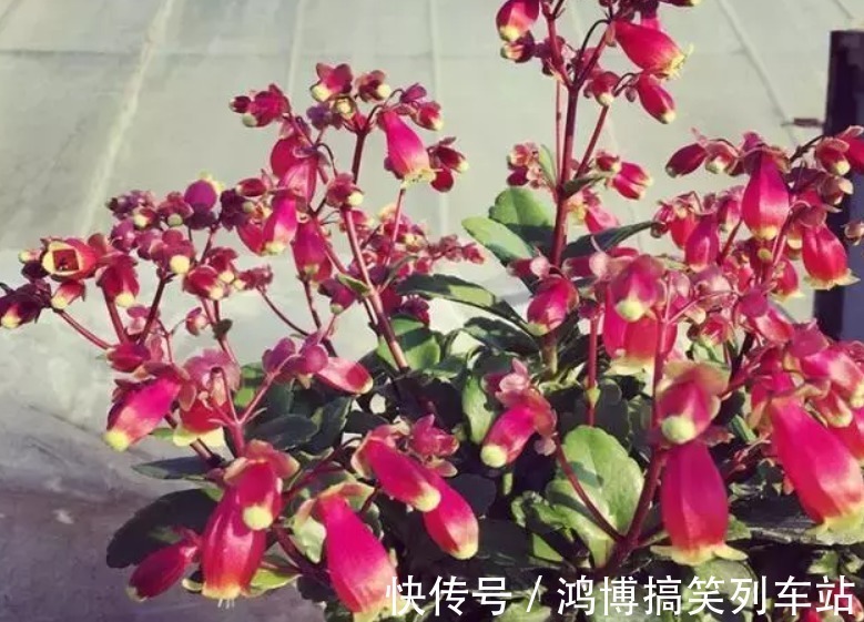 生根剂|秋高气爽,养宫灯长寿花,盆栽牢记4点,冬春花开最盛