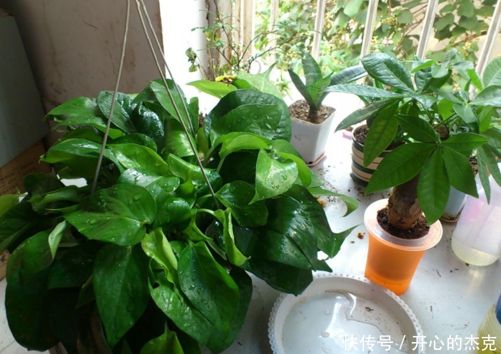 盆栽|室内盆栽植物,选花卉不如养绿植,这4款堪称一绝