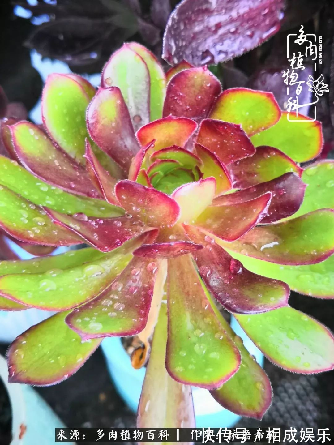 何以解忧,唯有多肉!目光所及,皆是喜欢!