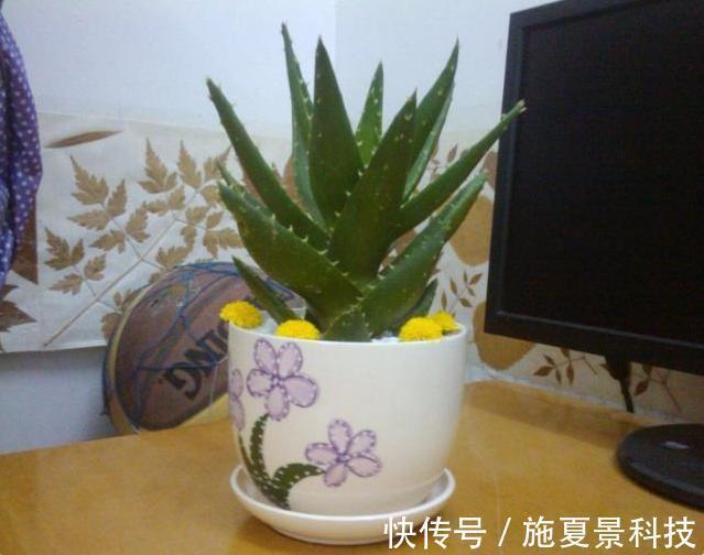 芦荟|这3种花宁神、促睡眠，“卧室”来一盆，不失眠、舒服睡整晚