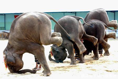 冷知识|令人费解却是实事的10个冷知识:通过人的头发可以知道聪明程度!