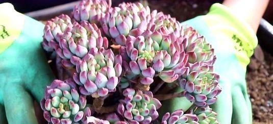 蓝苹果|养棵多肉蓝苹果,大水大肥伺候,一年能爆10个头,养成群生肉墩子