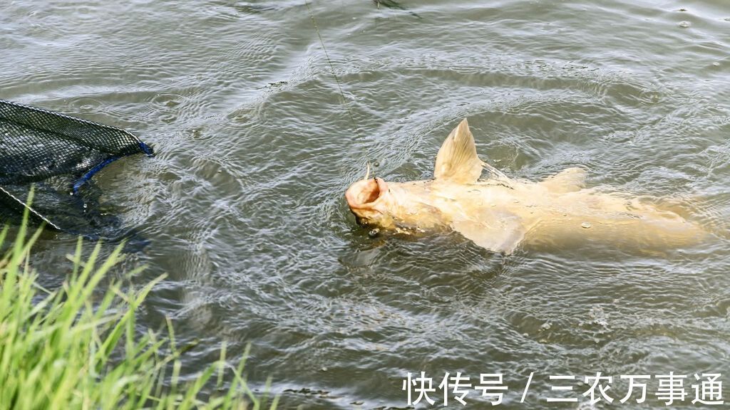 降温钓不到鱼？分3种情况，这2种情况不去钓鱼是浪费