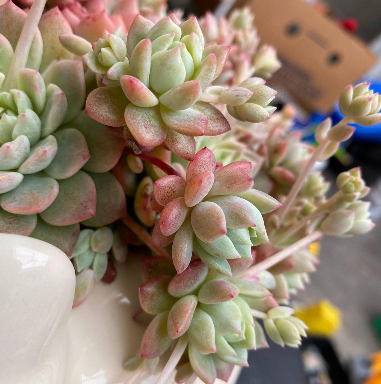 多肉植物|养多肉，有一点很关键，枝叶茁壮变老桩，颜色状态都很赞