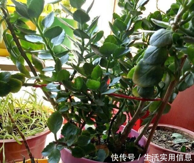 特欠剪的花,越剪越好看,花开不断!特欠剪的花,越剪越好看,花开不断!