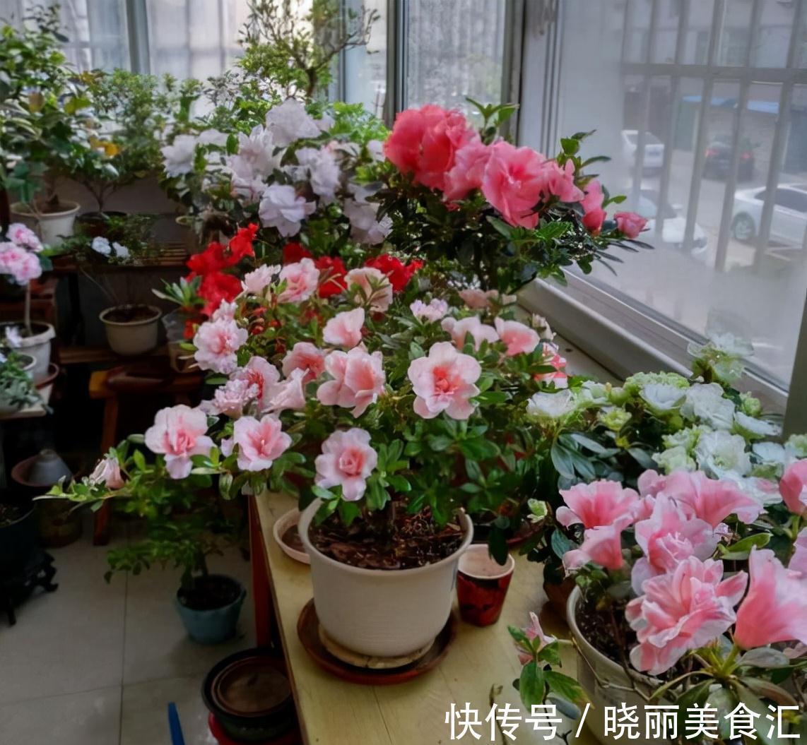 花盆|养花人的“大难题”，花盆插根“筷子”就能解决，不黄叶，开花旺