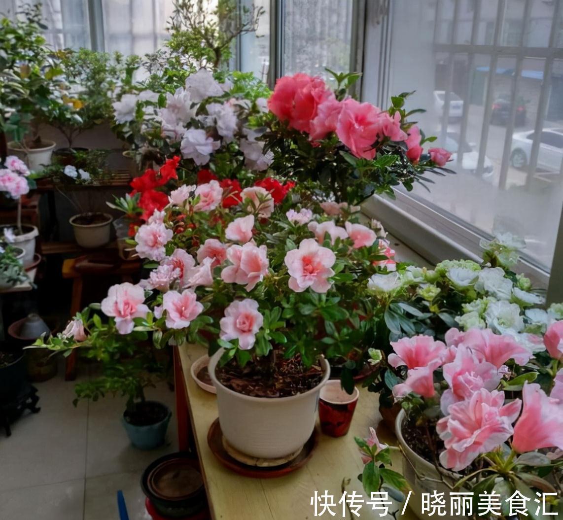 花盆|养花人的“大难题”,花盆插根“筷子”就能解决,不黄叶,开花旺