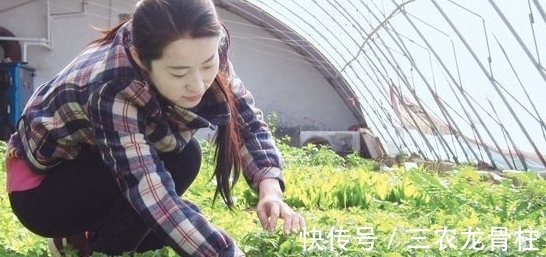 农民朋友|农村一种野菜,以前没人吃,现在发现能清热解暑,一斤20块钱