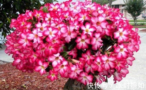 三伏天|三伏天沙漠玫瑰有4喜,做好后苗子壮,鲜花满枝头