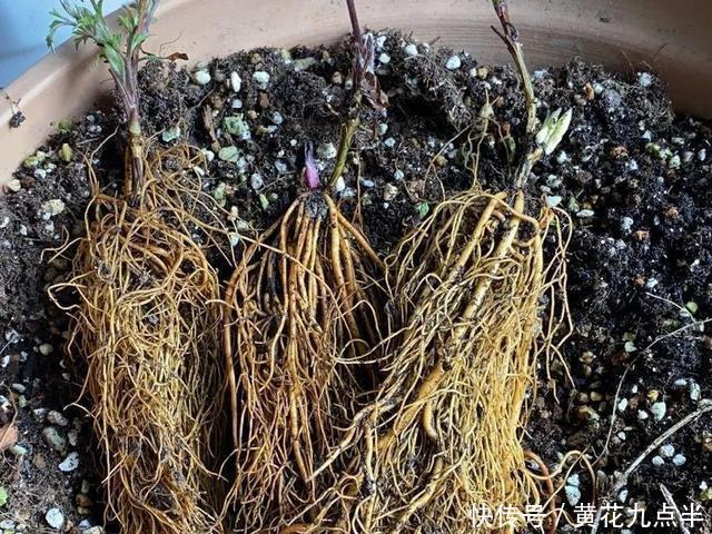 1种花现在剪，芽窜得更多，开出整面大花墙