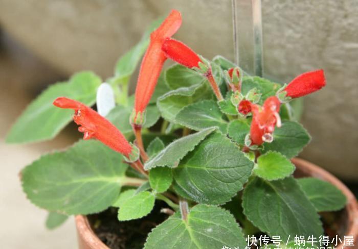 块茎|多肉贵货大岩桐属,冷门颜值高的家庭盆栽新选择