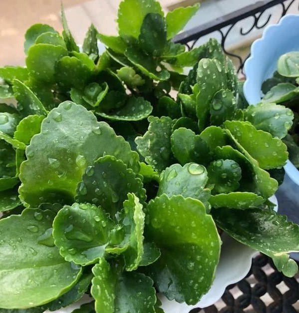 黄叶|长寿花不长还黄叶用3法急救，轻松解决，爆成大花球