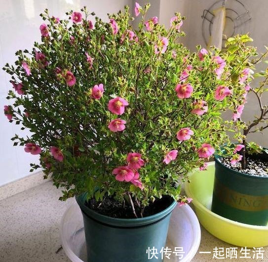 此花一年开300多天,几元钱就买一盆,做到最后一点成棒棒糖!