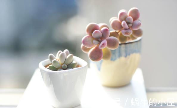 栽种|九月,很多养花人要笑了,因为7个好消息接踵而来