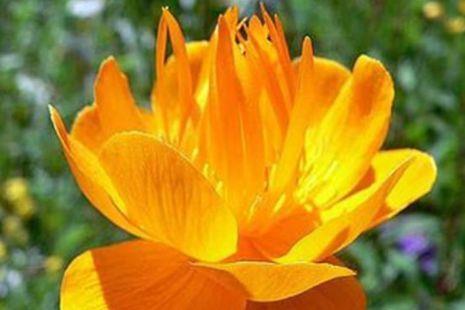 几款花卉,好看又好养,花色妖艳夺目,花开满院飘香