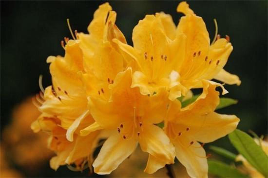 世界上十大最妖娆最毒的花,你喜欢的花在其中吗?