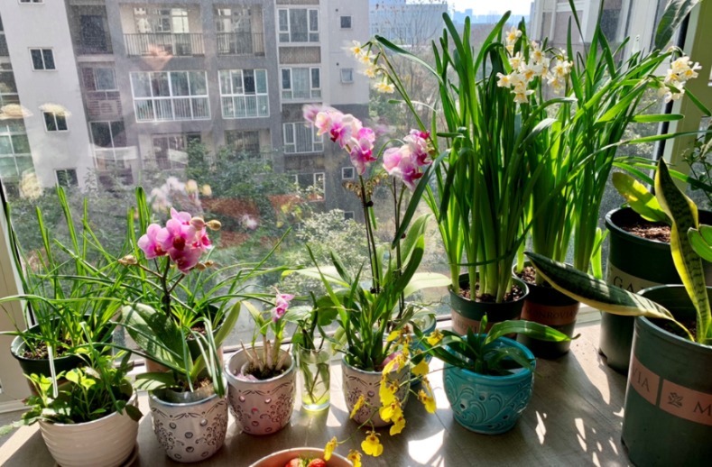 常备|养花常备1种肥就够了,毕竟所有的植物大多数时间都用得上