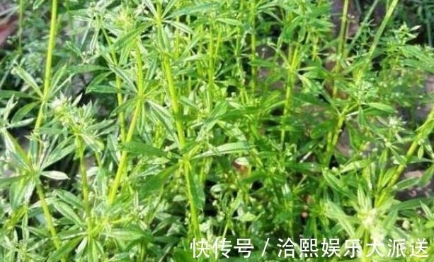 尿路感染|农村的一种野草,人称“血见愁”,是痛经女人的最爱
