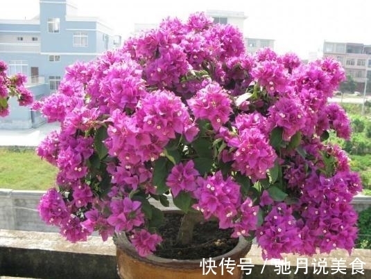 立冬养花要“狠心”，这四种花齐唰唰剪一刀，帮助冬眠，安全越冬