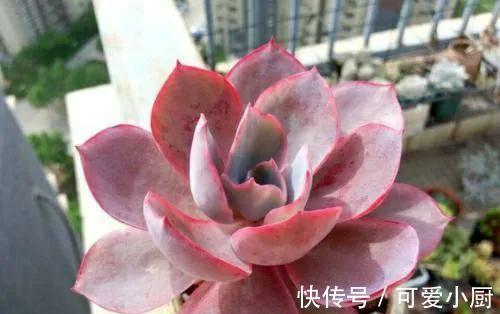 做好四件事，多肉在冬季也能散发迷人色彩，长出状态很轻松