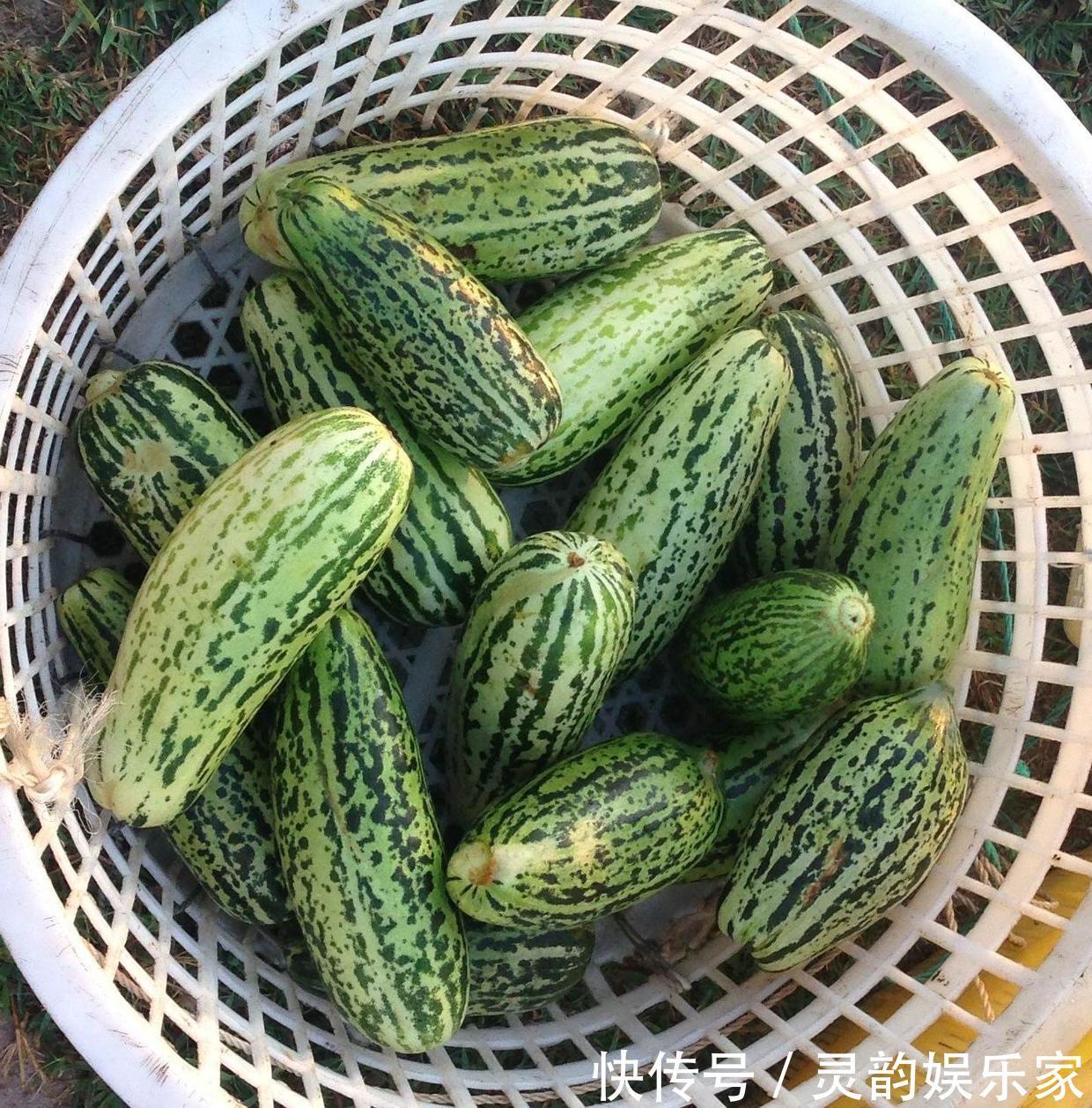 寒性体质|不用熟透就能吃,种阳台上不用管,一年不用买菜!