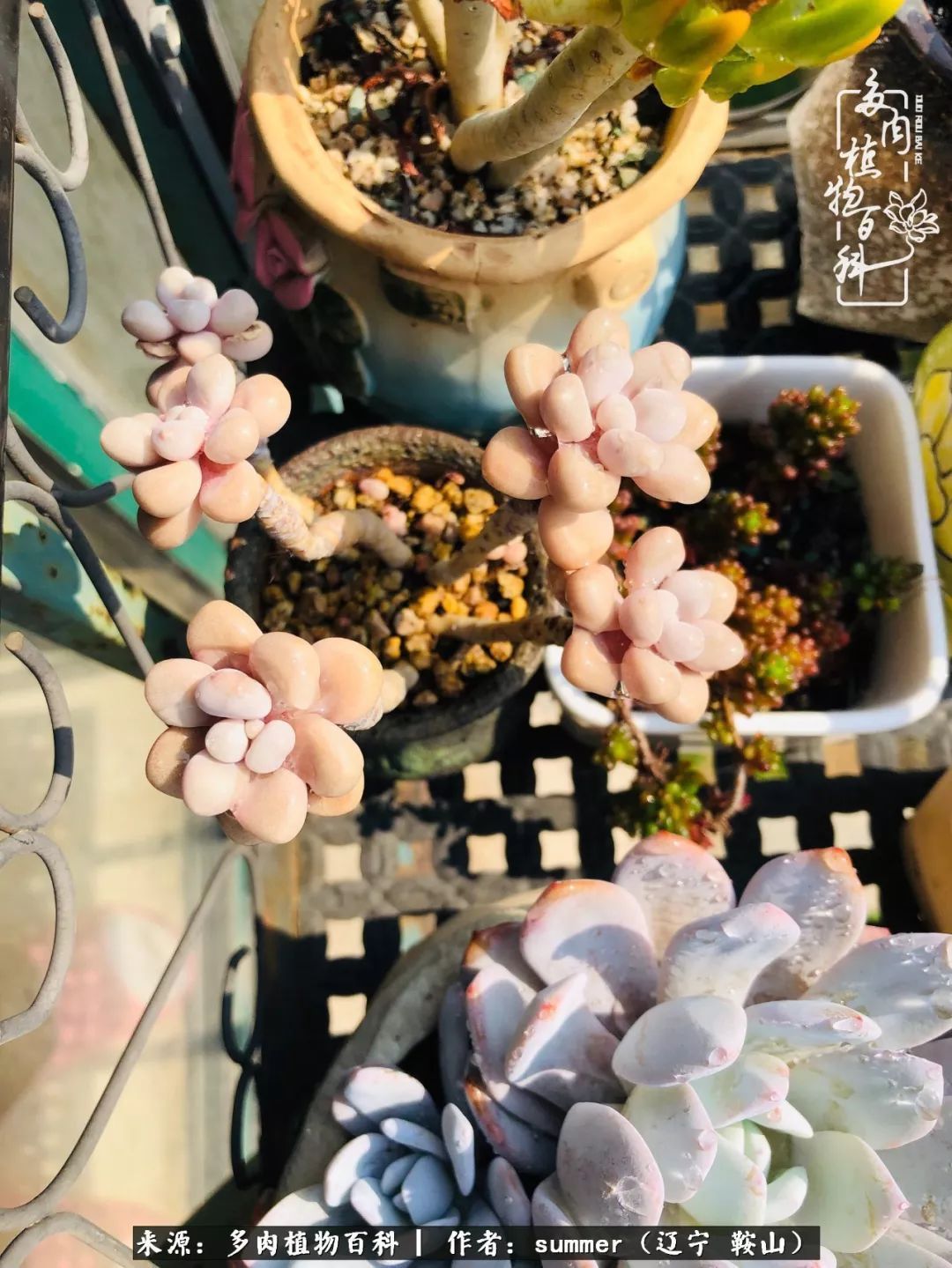 活着即是王道!我和我大东北的多肉们!