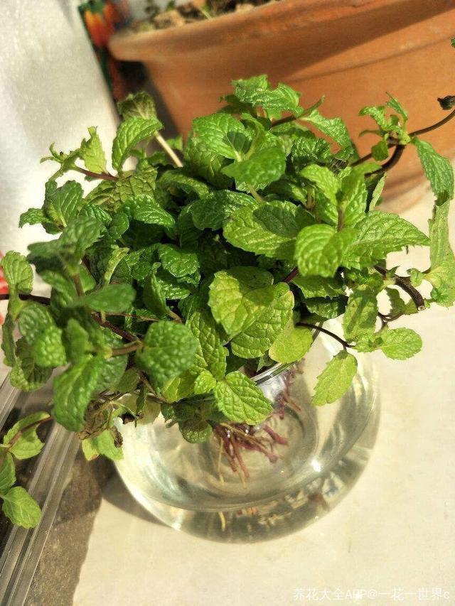 让铜钱草“爆盆”很简单,记住3个字剪、肥、水,叶子挤满盆