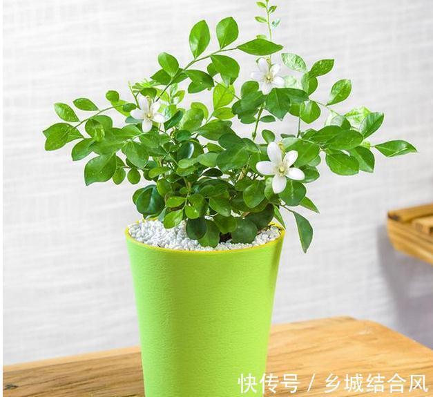 最适合春天养的8种花,最后一种又叫不死花