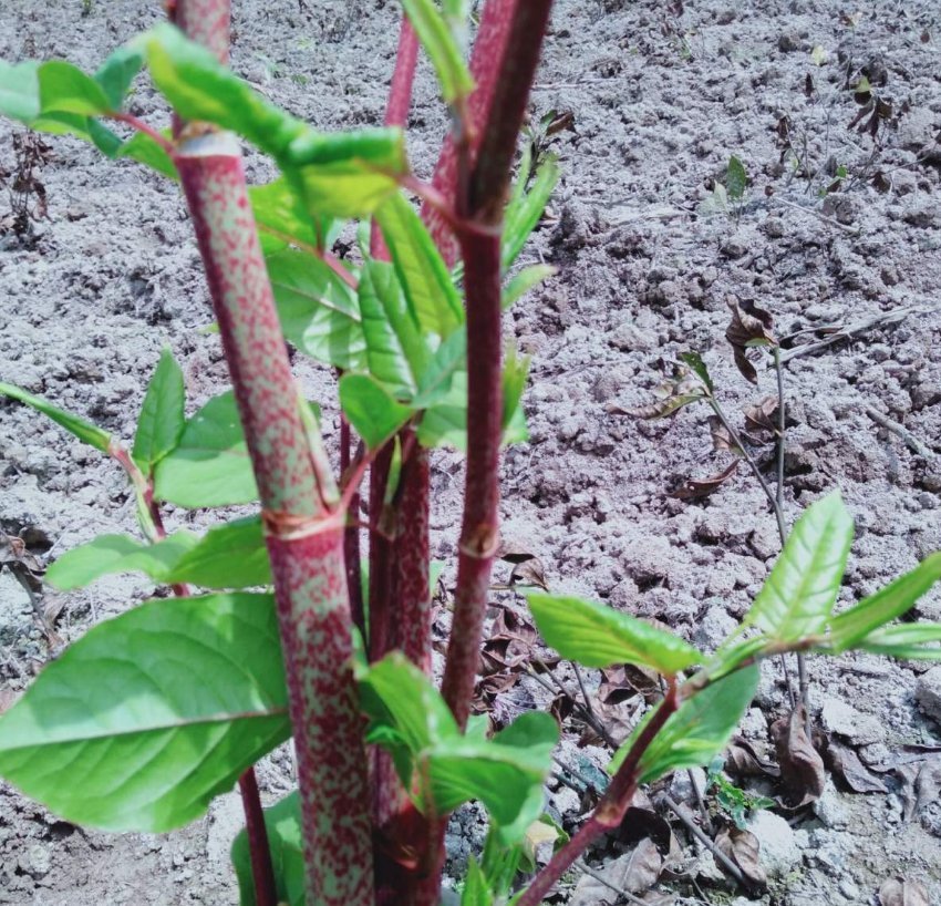  横行霸道的日本虎杖，在中国被吃怂了，10元一斤不够卖