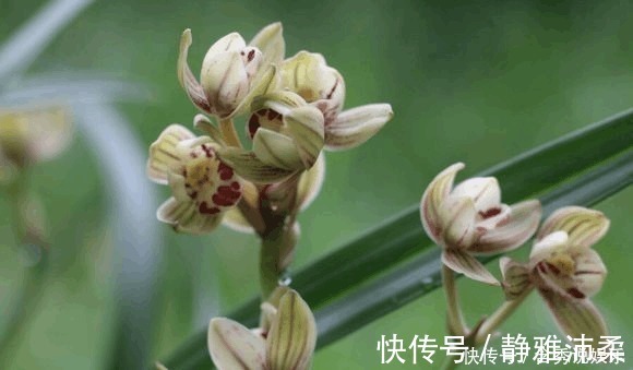 养兰您得学会识别能开花的兰株,否则入不了门