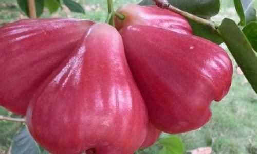  抵抗力|对身体很好的3物，坚持食用，排毒抗衰，美容嫩肤，增强抵抗力