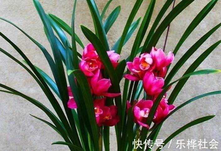 兰花长出新苗后,教你3个小技巧,快速长大早开花