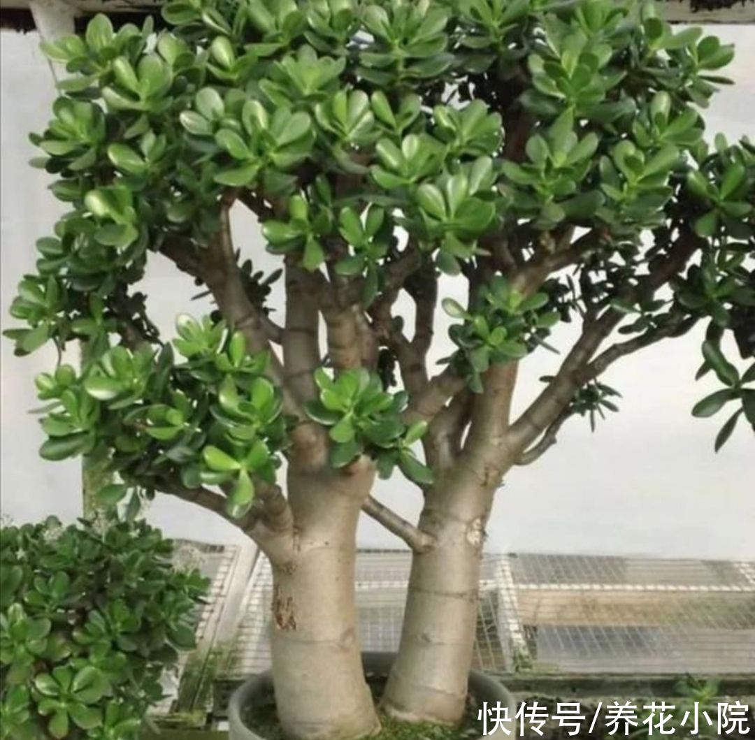 美观|玉树不剪不成型，3种枝条要勤剪，才能长得粗壮，植株美观