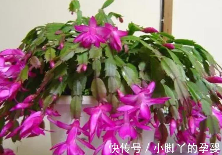 冬天蟹爪兰有“6怕”,及时避开才能开花爆盆,不然黄叶掉花苞