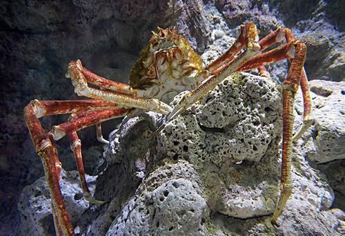  螃蟹|世界上最大的4种螃蟹，面包蟹无缘，帝王蟹在“它”面前是弟弟