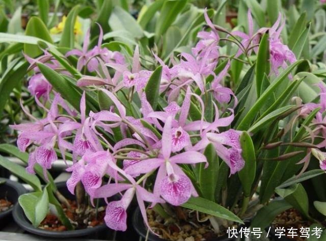 家中养什么花别错过“这5种”,四季赏花,四季常青,净化空气!