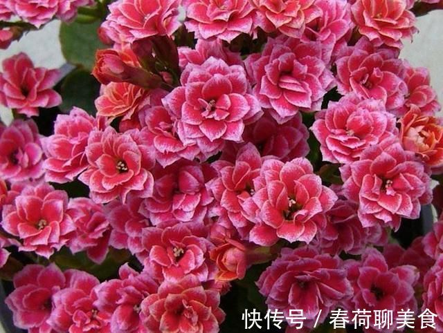 花期长好养护的长寿花,居然有这么多品种,真的美极了!