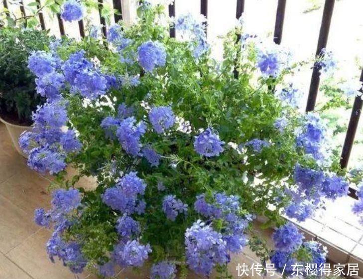 几款花卉,好养又漂亮,养在家里超合适,颜值超高的