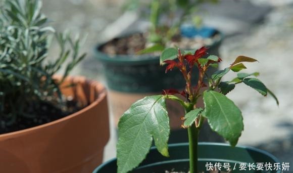 扦插月季只长新叶不长根2种处理方法，提高成活率！