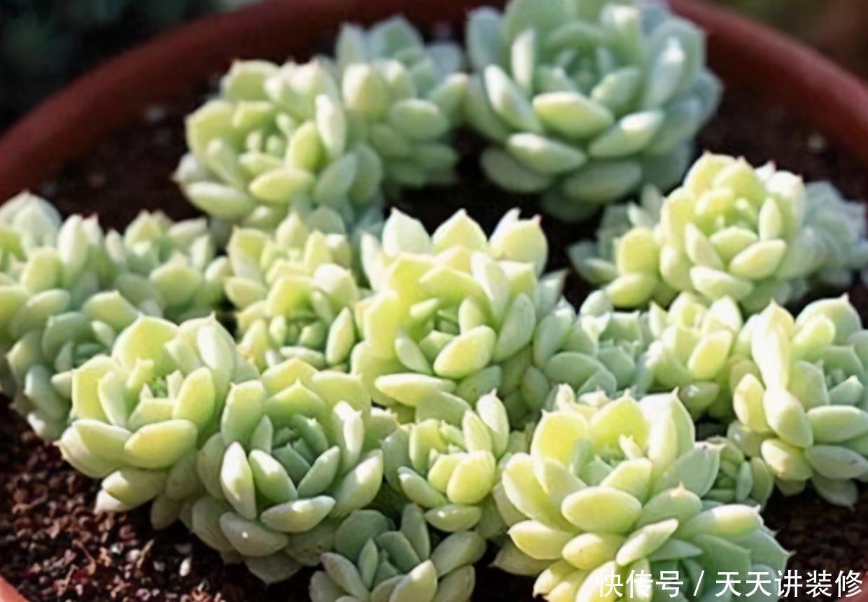 这5种多肉植物堪称夏必死,新手花友慎养