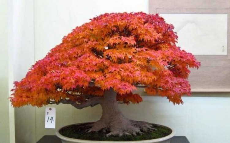 这“几种花”很便宜，养成“盆景”后，变身为“高价”盆栽！