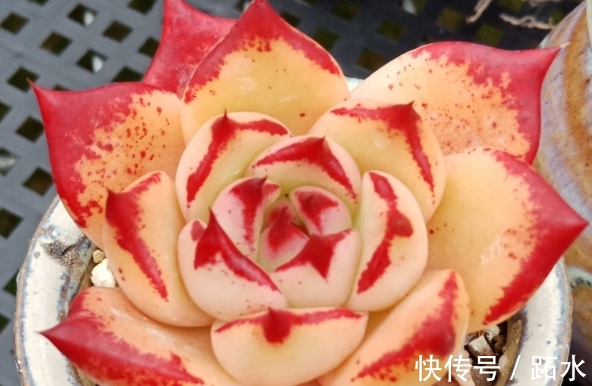 多肉小盆换大盆不脱土行吗?理论上可以,但建议脱土修根重栽为佳