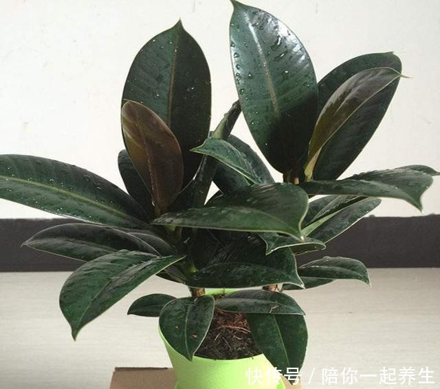 橡皮树长得那么慢,叶片开始没光泽,它爱吃的“零食”你喂了吗!